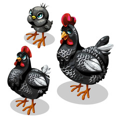 Family black chickens, mother, father and chicken
