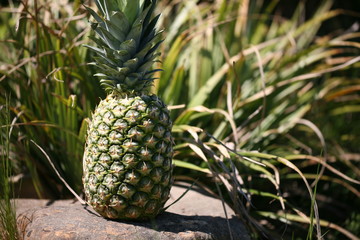 pineapple