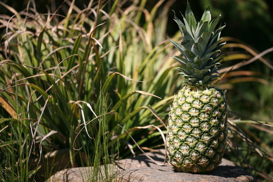 pineapple