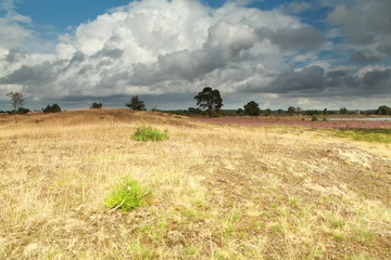 Fototapeta premium stormy sky over meadow