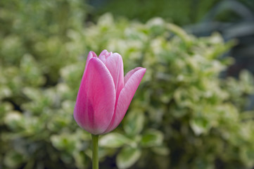 Ярко-розовый тюльпан на фоне зеленой травы