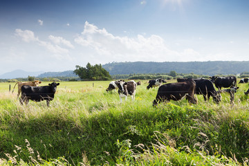 beafs on new zealand pasture in sunny day