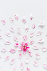 Obraz premium top view on round pattern of sacura flowers laying on white background. Concept of love and spring. Dof on sacura flowers.
