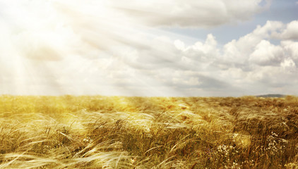 Website banner of a golden summer field with heavenly light