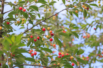 Red cherry and white sweet cherry on a branch with green leaves