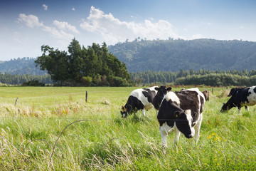 beafs on new zealand pasture in sunny day