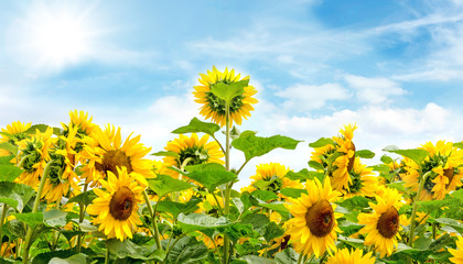 Sunflowers: Relaxation, happiness, color of summer :) 
