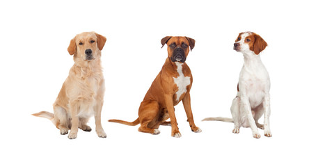 Beautiful full portrait of three dogs