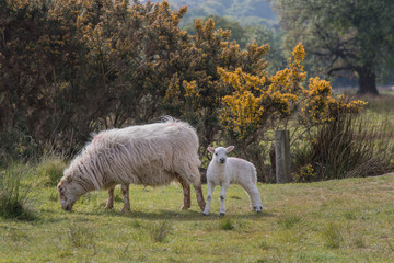 Fototapeta na wymiar season for Lambs
