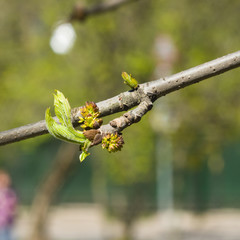 Blossom of European or Common Ash, Fraxinus excelsior, with bokeh background macro, selective focus, shallow DOF