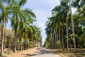 Obraz premium Sunny alley with palm trees