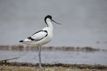 Avocet, Recurvirostra avosetta