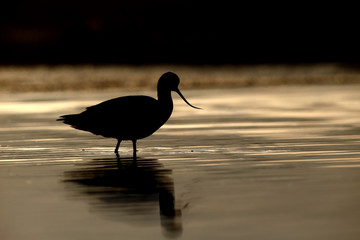 Avocet, Recurvirostra avosetta