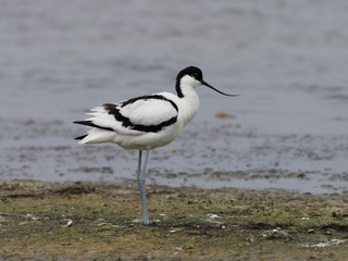 Avocet, Recurvirostra avosetta