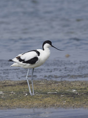 Avocet, Recurvirostra avosetta
