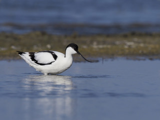 Avocet, Recurvirostra avosetta