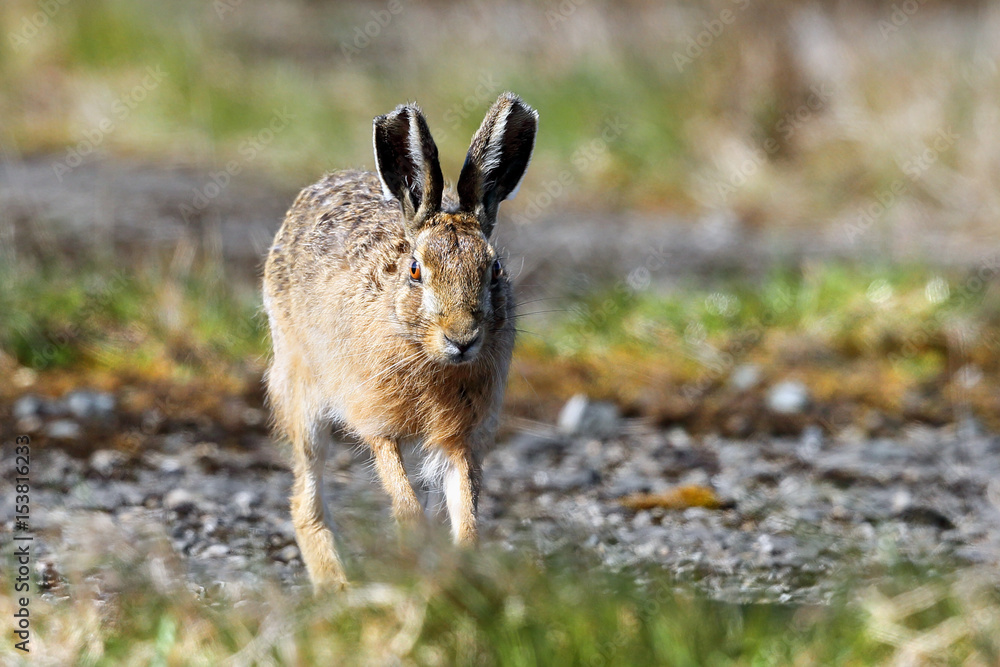 Wall mural brown hare