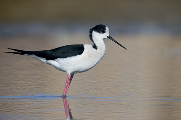 Black-winged stilt, Himantopus himantopus