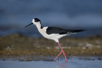 Black-winged stilt, Himantopus himantopus