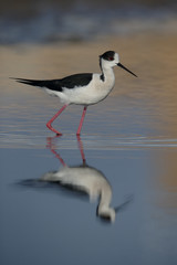 Black-winged stilt, Himantopus himantopus