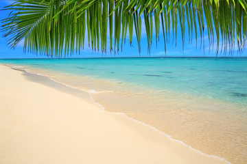 Obraz na płótnie Canvas Caribbean island and Palm leaves .