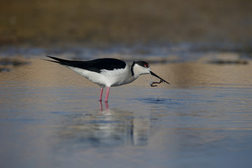Black-winged stilt, Himantopus himantopus