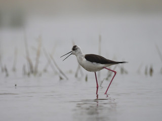 Black-winged stilt, Himantopus himantopus