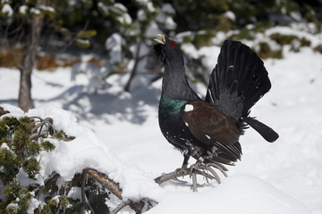 Capercaillie, Tetrao urogallus