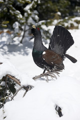 Capercaillie, Tetrao urogallus