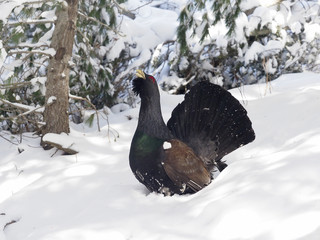 Capercaillie, Tetrao urogallus