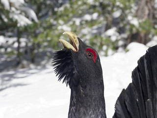 Capercaillie, Tetrao urogallus