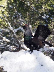 Capercaillie, Tetrao urogallus
