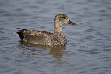 Gadwall, Anas strepera