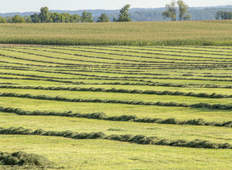 meadow with hay rows