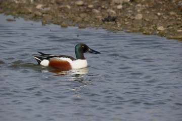 Northern shoveler, Anas clypeata