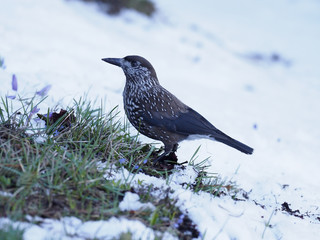 Spotted nutcracker, Nucifraga caryocatactes