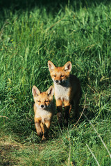 Две маленькие рыжие лисицы в траве