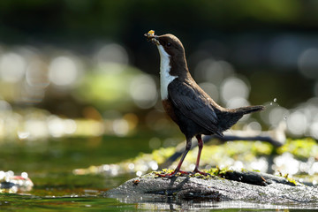 Dipper on River