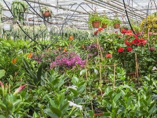 dense greenhouse scenery
