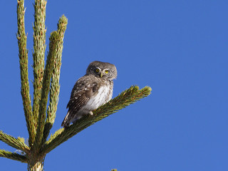 Pygmy owl, Glaucidium passerinum