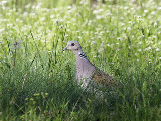 Turtle dove, Streptopelia turtur