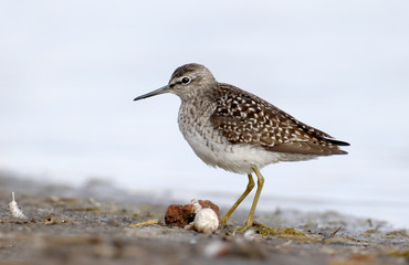 Wood sandpiper, Tringa glareola