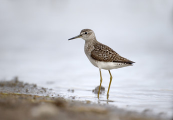 Wood sandpiper, Tringa glareola