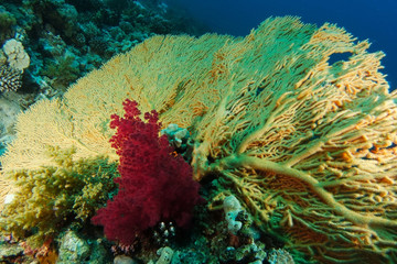 Fototapeta na wymiar Yellow gorgonia inside the coral garden