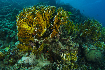 Naklejka na ściany i meble Big fire coral inside the coral gargen