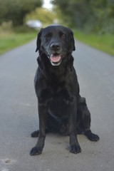 old Black Labrador 