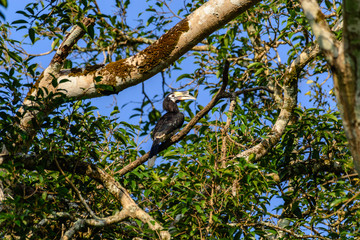 Oriental pied hornbill (Anthracoceros albirostris)