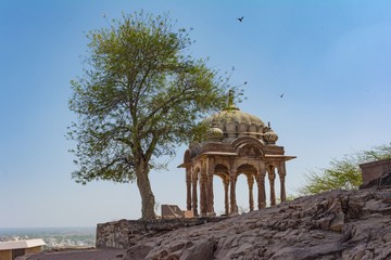 tree and the building