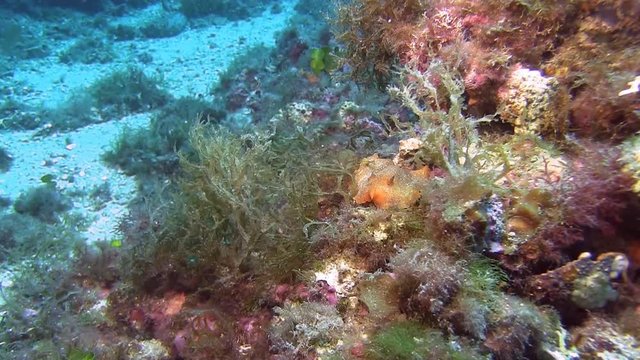 Costa Brava, diving the Mediterranean sea, Nudibranch, Spain