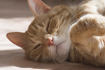 Ginger and white tabby cat